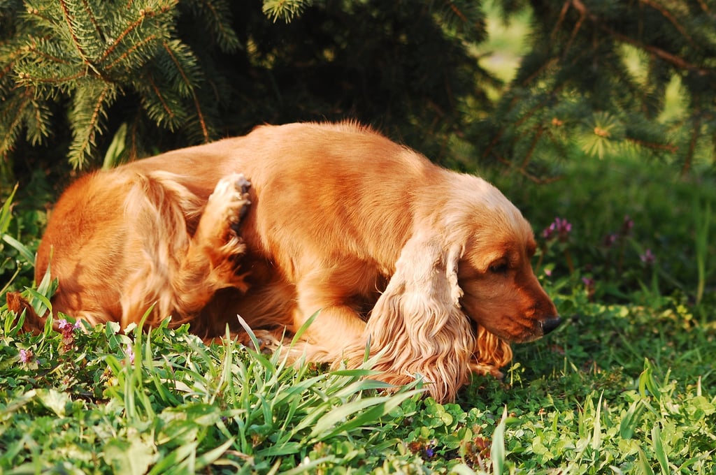 A dog with allergies scratching irritated skin.