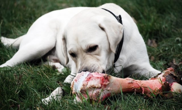 Dog eating bone.jpg