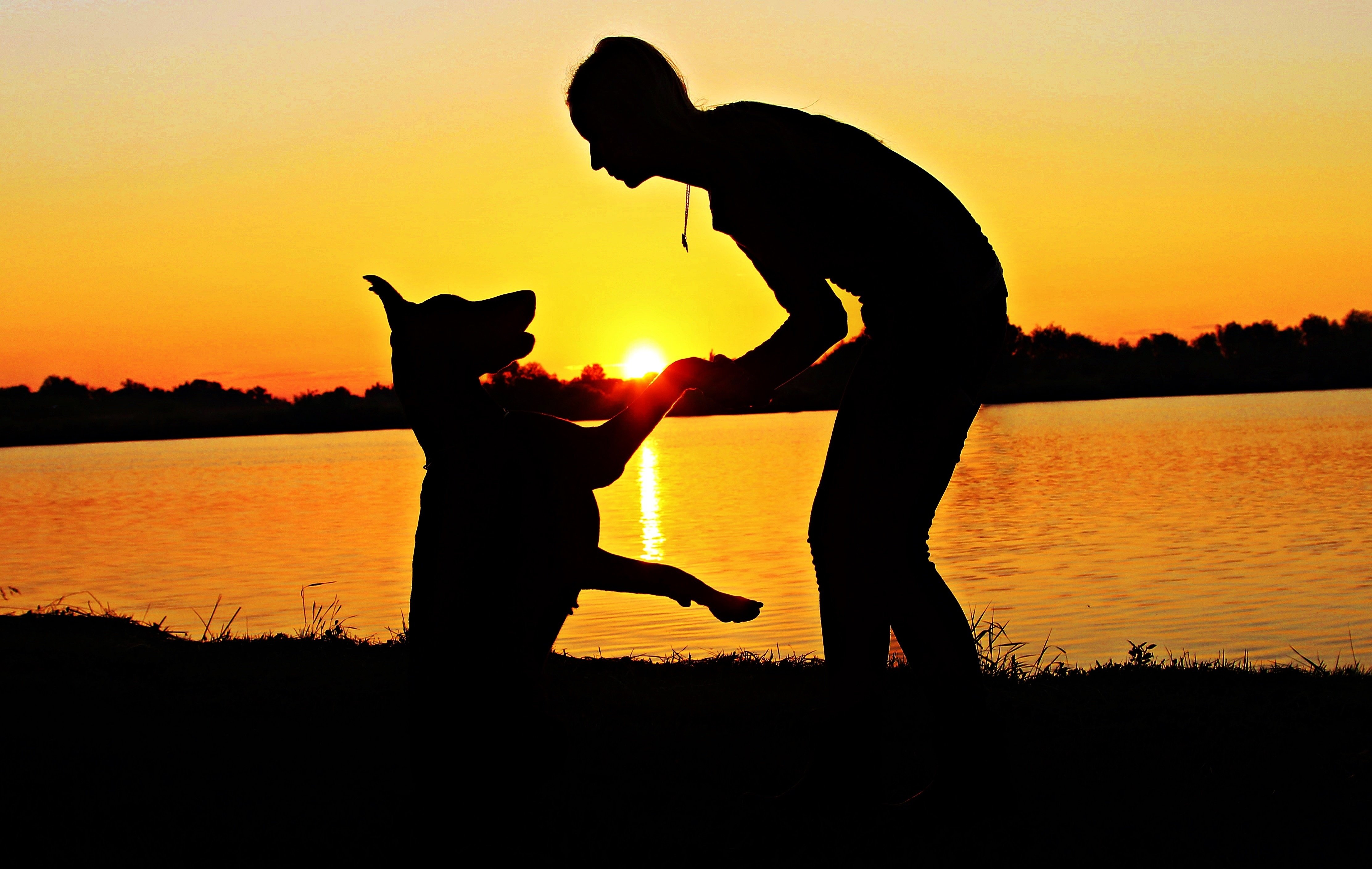 Dog with its owner